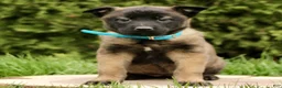 Belgian Malinois dogs for sale: Summer  - Ad 2