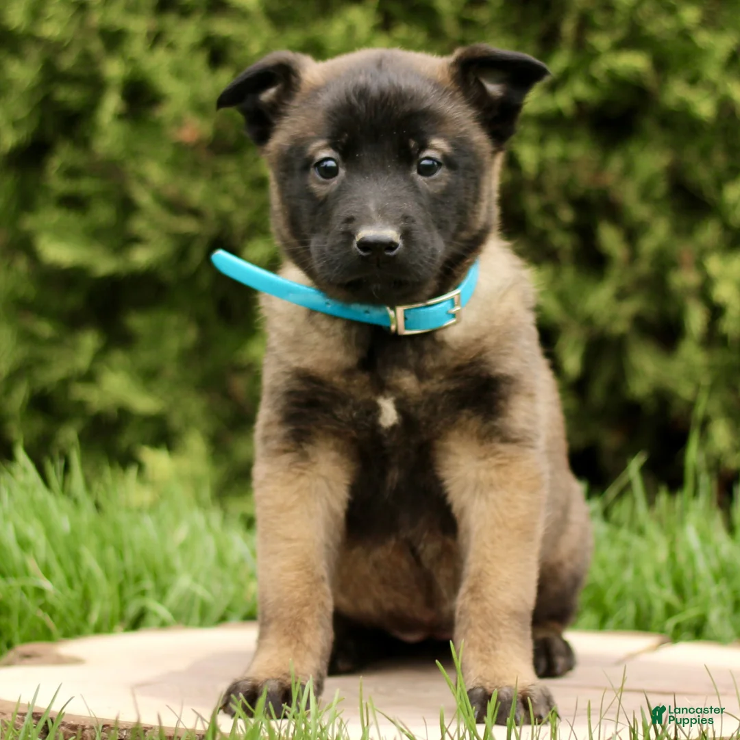 Belgian Malinois dogs for sale: Summer  - Ad 2