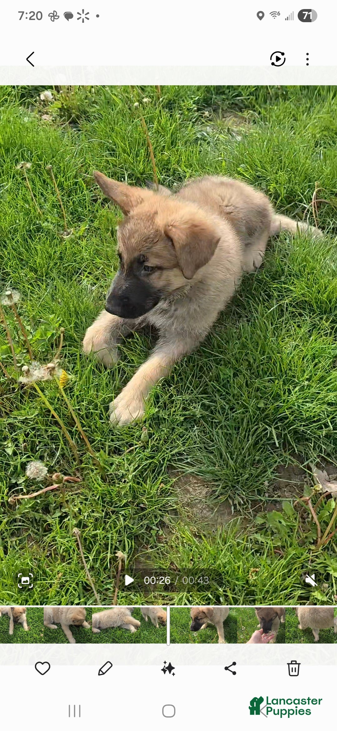 German Shepherd dogs Tango - Ad 1