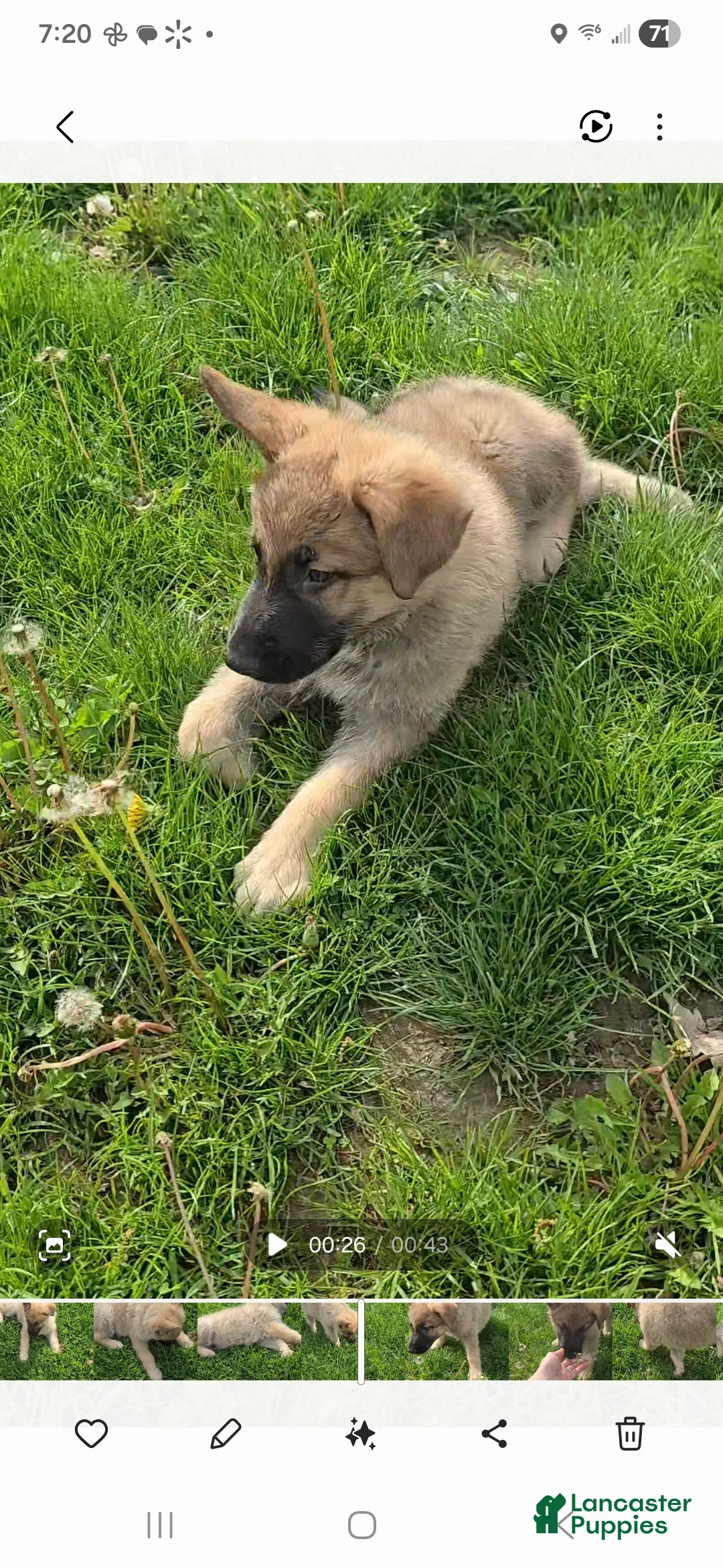 German Shepherd dogs for sale: Tango - Ad 1
