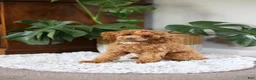 Maltipoo dogs for sale: Beanie - Ad 14