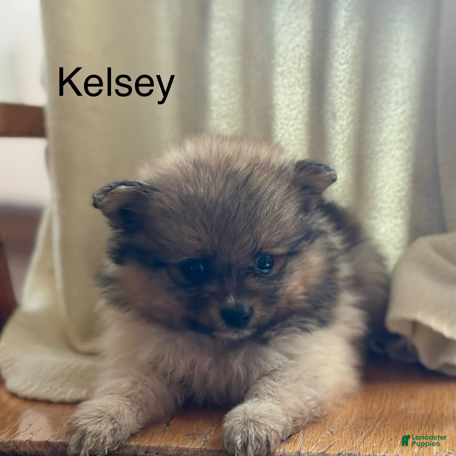 Pomeranian dogs Kelsey - Ad 1