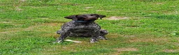 German Shorthaired Pointer dogs for sale: May - Ad 4
