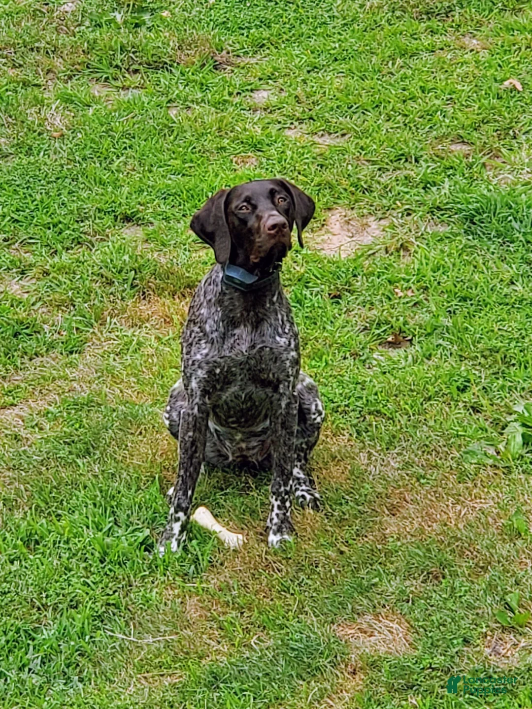 German Shorthaired Pointer dogs for sale: German Shorthaired Pointer 8 - Ad 2