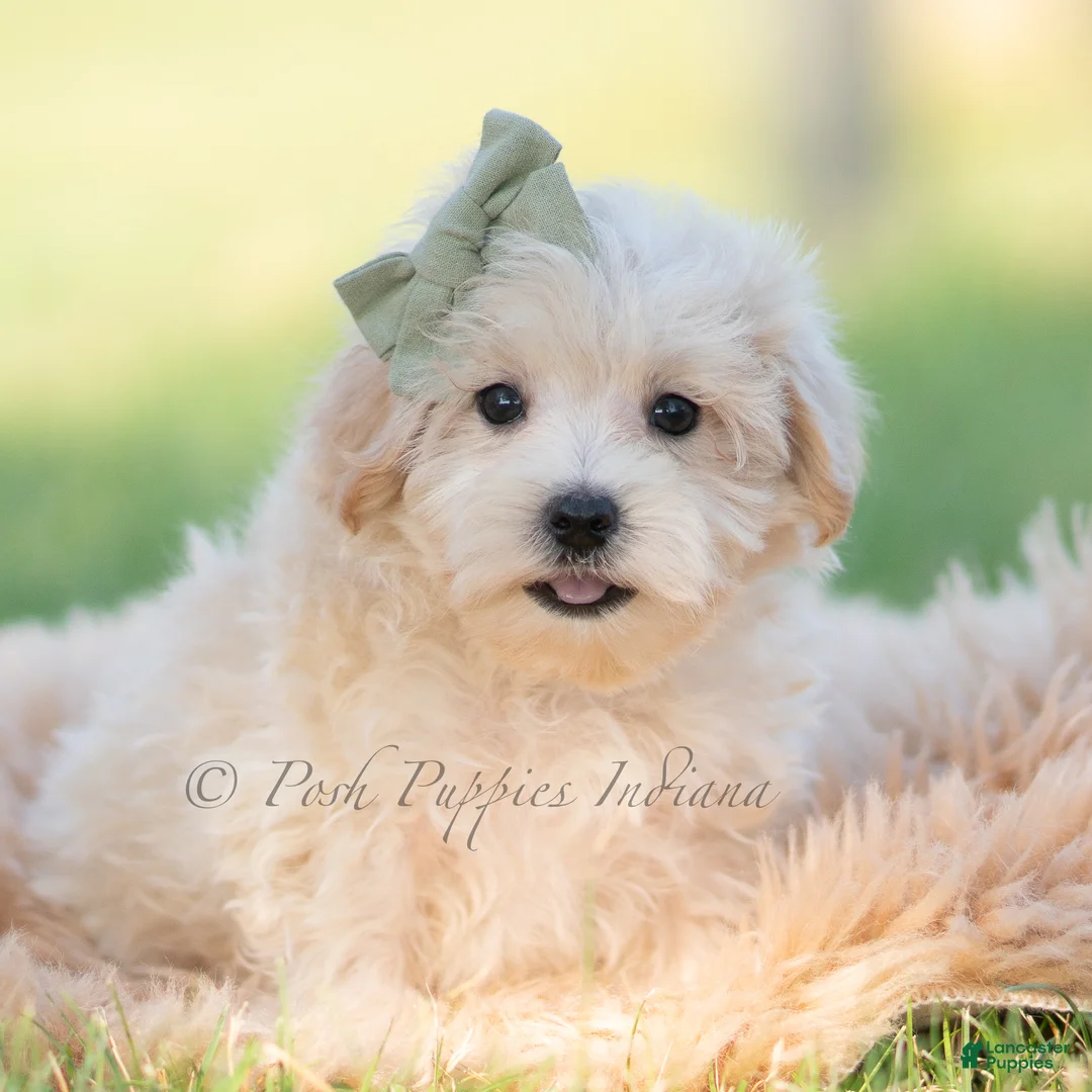 Maltipoo dogs for sale: Moose - Ad 7
