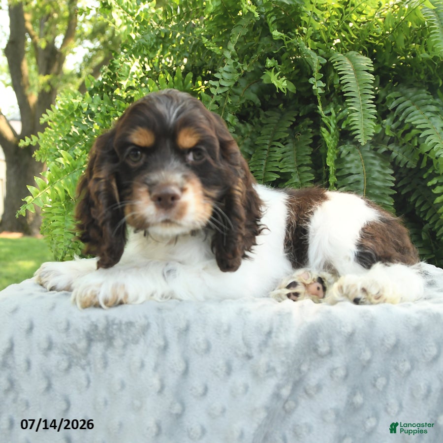 English Cocker Spaniel dogs Sonny - Ad 1