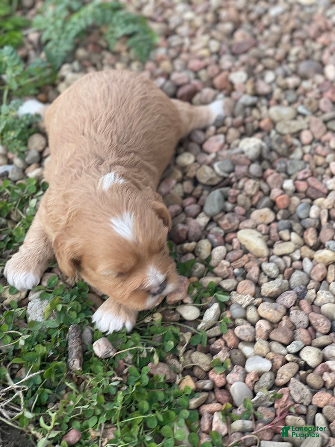 Cavapoo dogs for sale: Cavapoo Puppy 3 - Ad 2