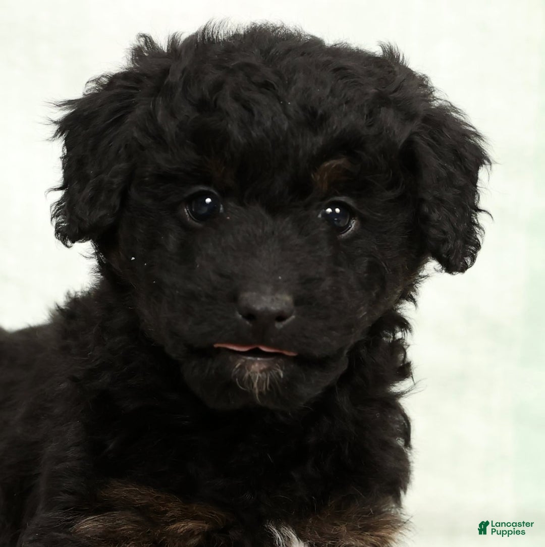 Mini Aussiedoodle dogs for sale: Barney - Ad 9