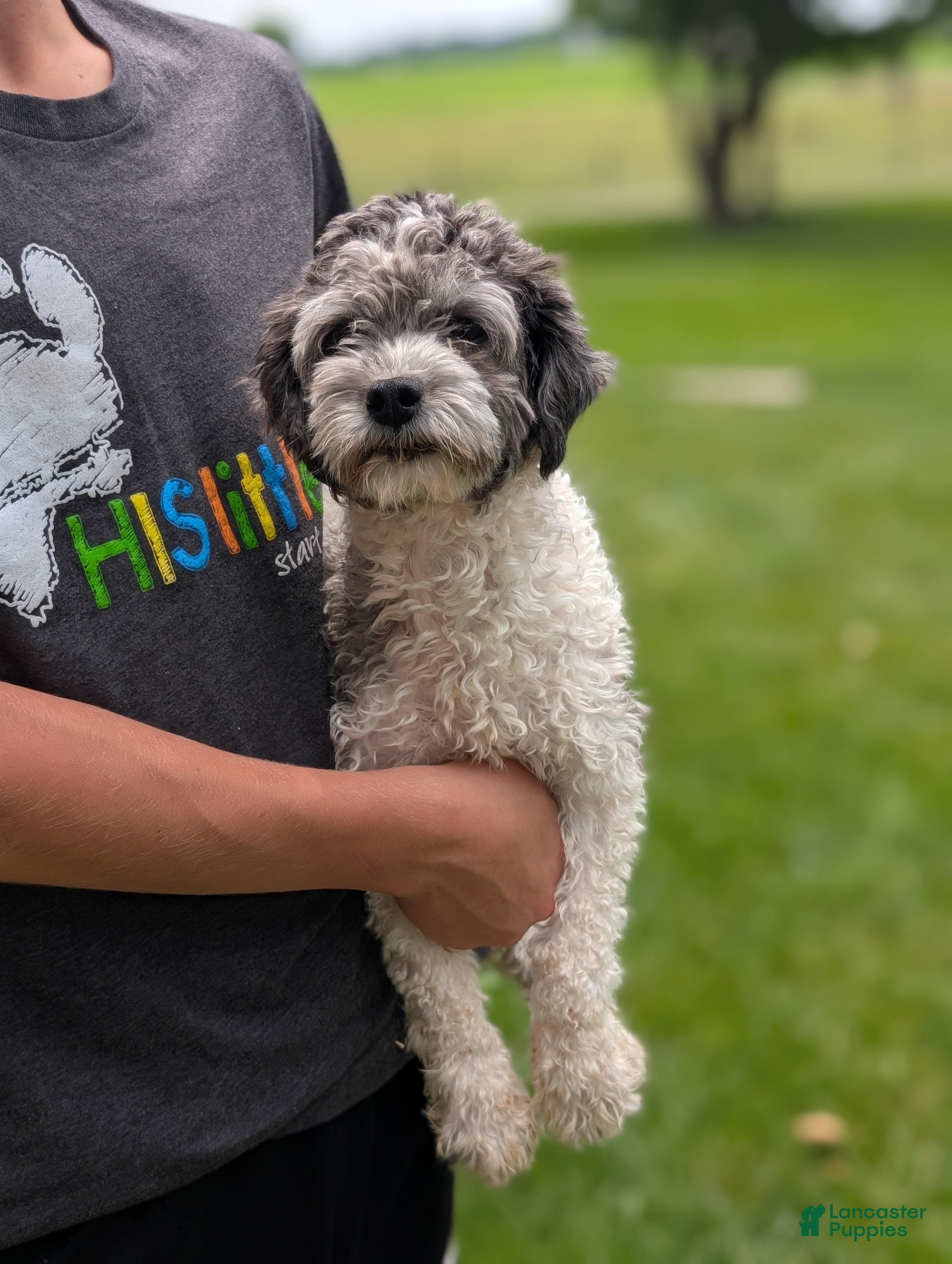 Havanese dogs Luna - Ad 2