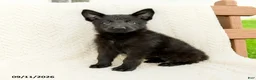 German Shepherd dogs for sale: Birdie - Ad 3