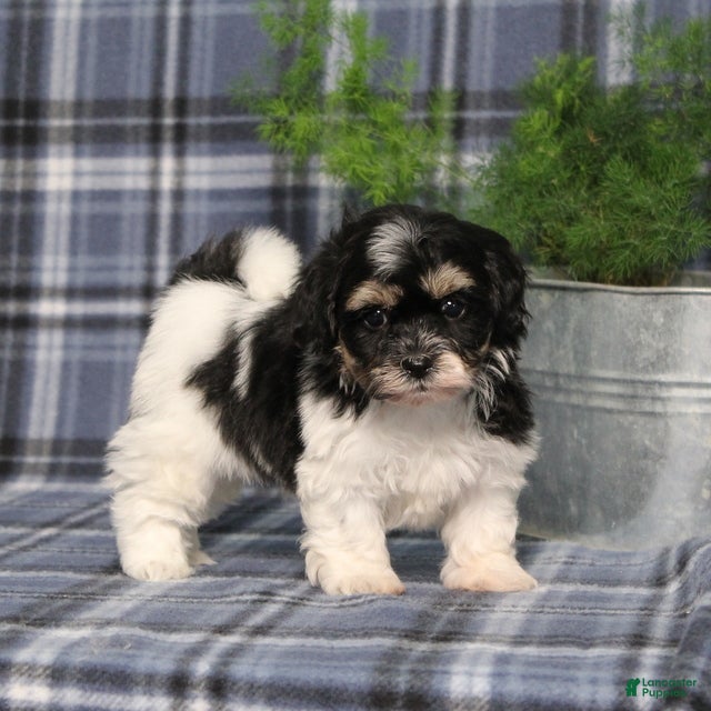 Teddy Bear dogs Yesterday - Ad 1