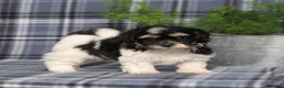 Teddy Bear dogs for sale: Yesterday - Ad 1
