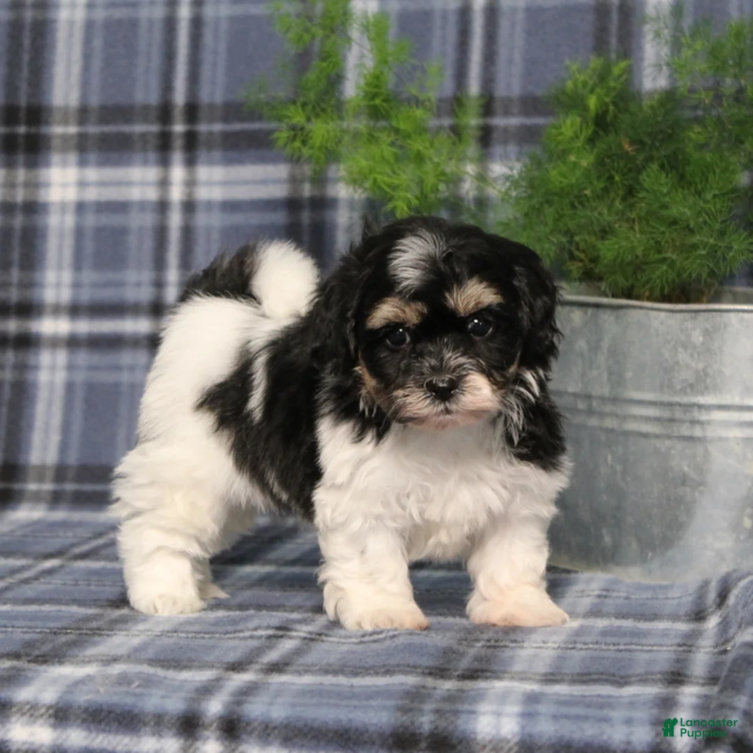 Teddy Bear dogs for sale: Yesterday - Ad 1