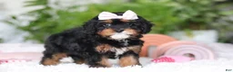 Cavapoo dogs for sale: Charity - Ad 8