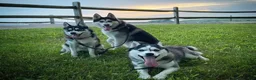 Pomsky dogs for sale: Rambo- Brown Collar - Ad 10