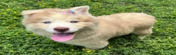 Siberian Husky dogs for sale: RAYA - Ad 24
