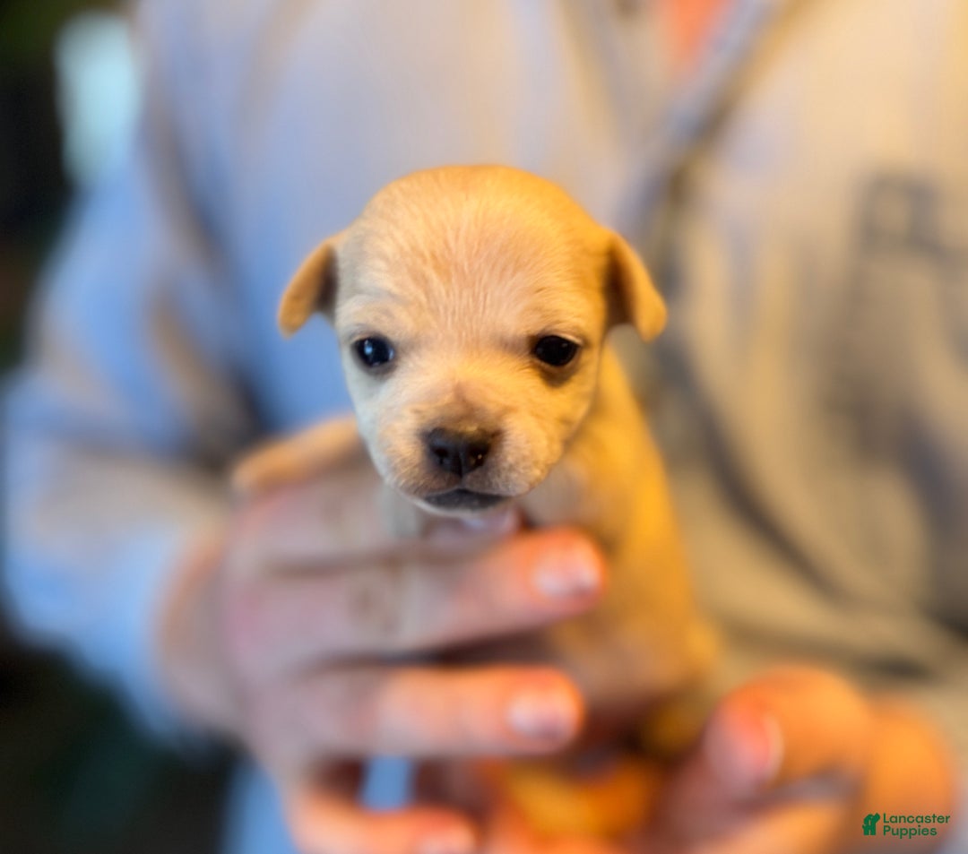 Chihuahua dogs for sale: Christmas  - Ad 6