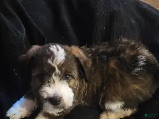 Mixed Breed dogs Nancy girl - Ad 14