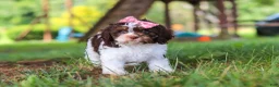 Cavapoo dogs for sale: Chloe - Ad 6