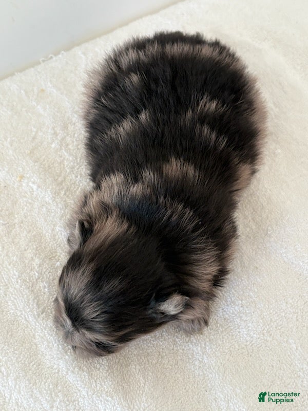 Pomeranian dogs ARLO - Ad 2