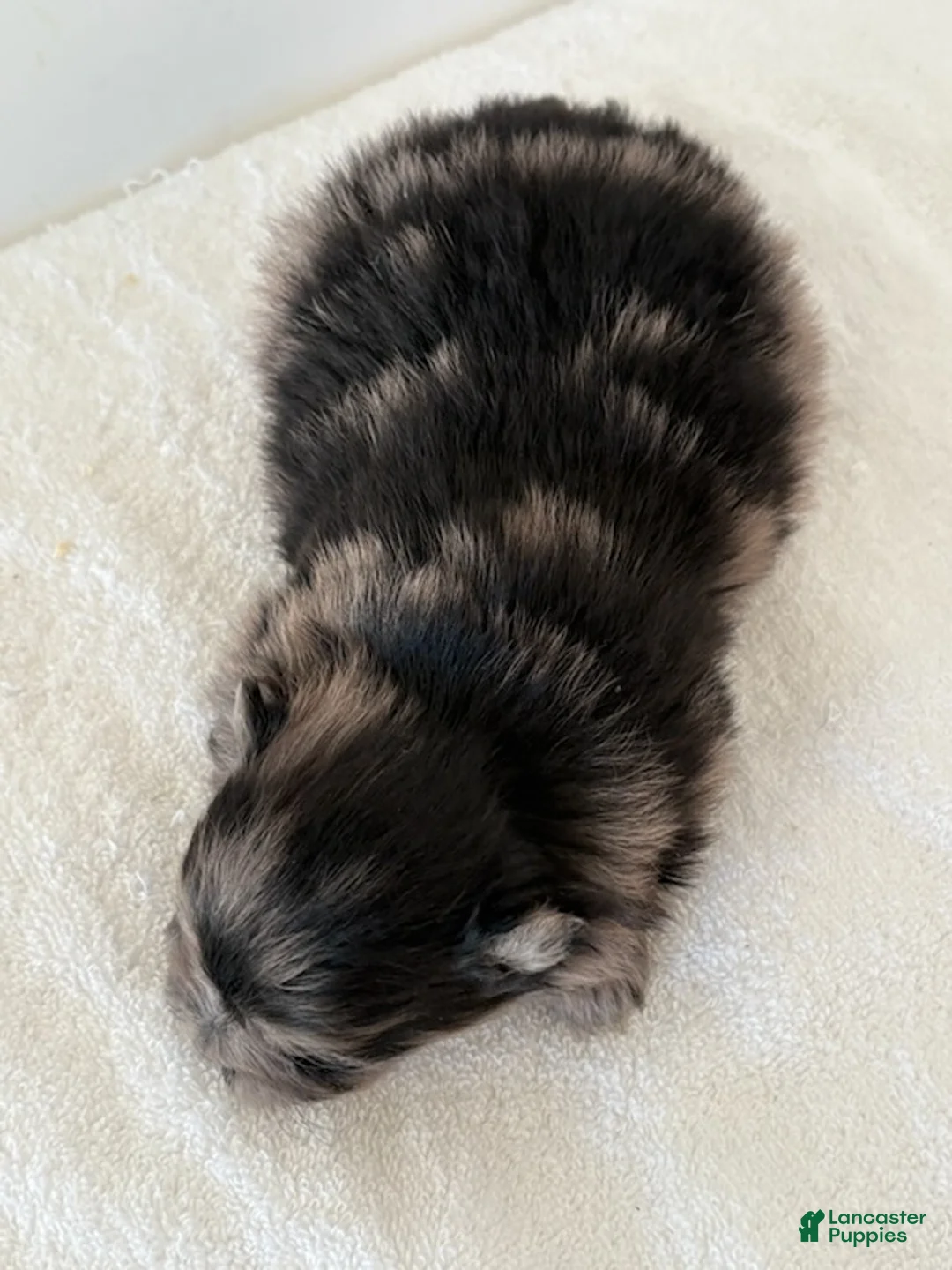 Pomeranian dogs for sale: ARLO - Ad 2