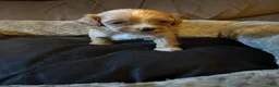 Maltipoo dogs for sale: Angel - Ad 3