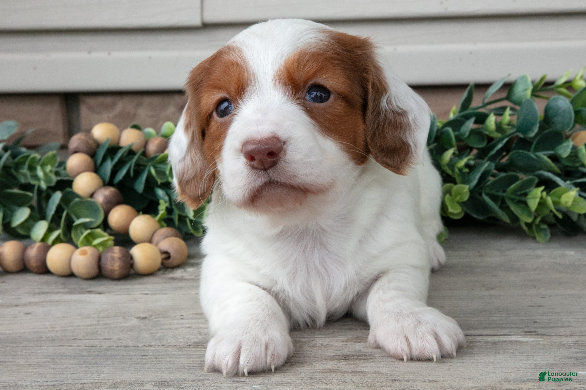 Miniature Dachshund dogs Lassie - Ad 2