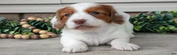 Miniature Dachshund dogs for sale: Lassie - Ad 2