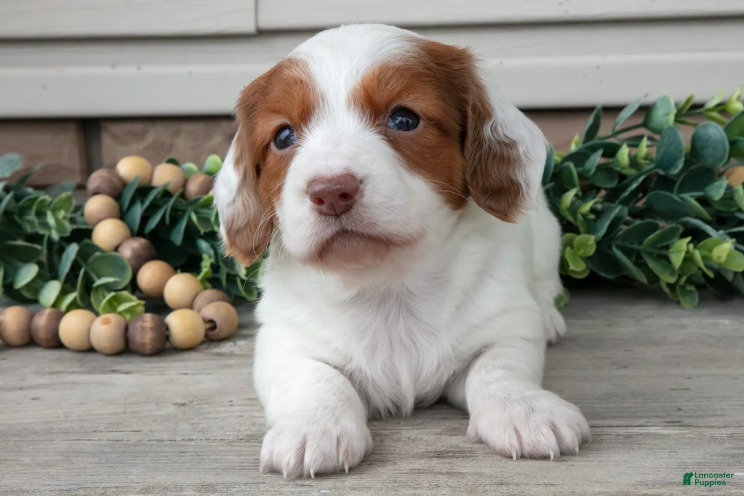 Miniature Dachshund dogs for sale: Lassie - Ad 2