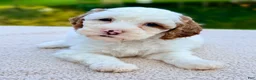 Mini Goldendoodle dogs for sale: Marshmallow-petite  - Ad 3