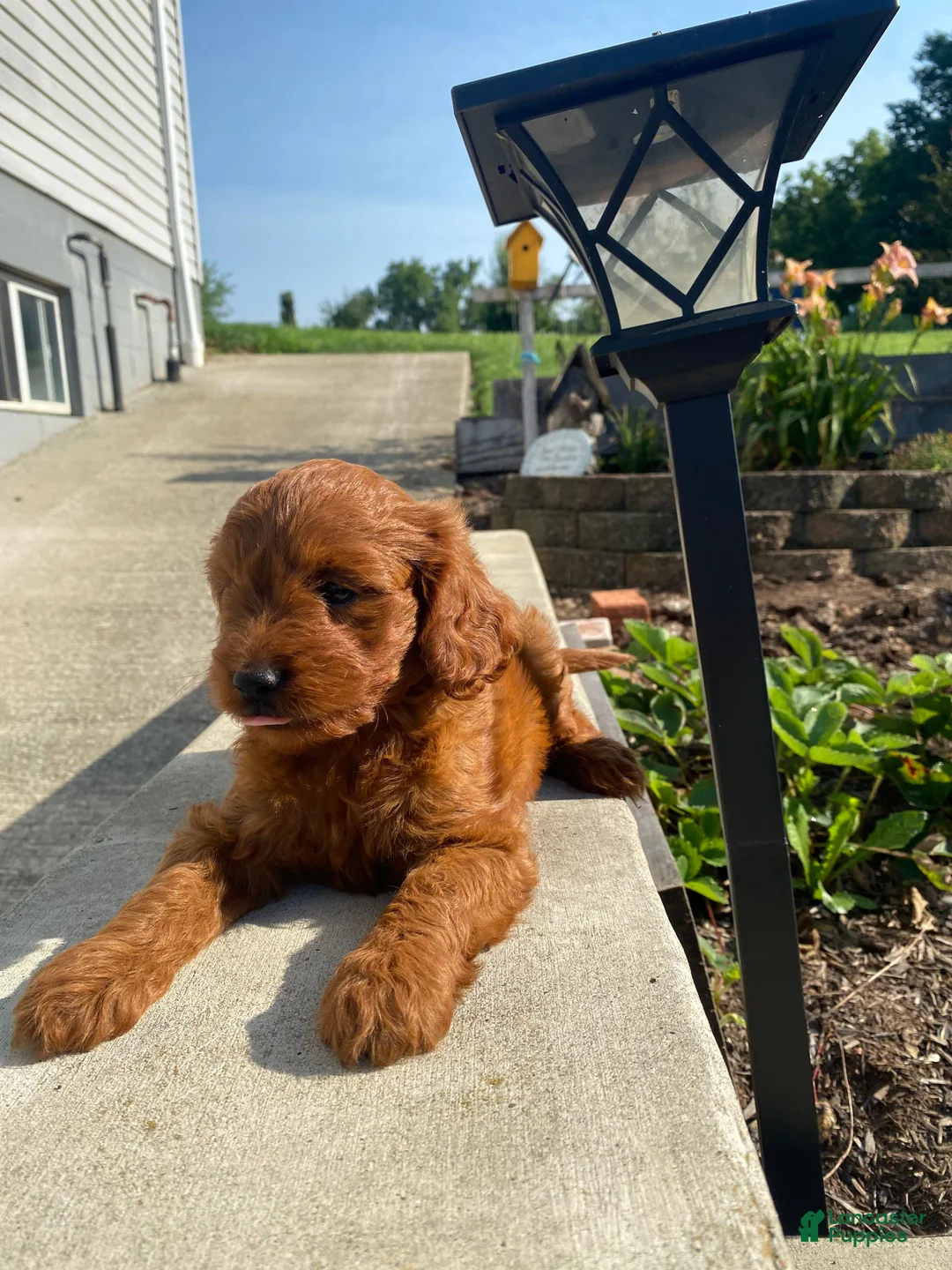 Cavapoo dogs for sale: Jasper - Ad 14