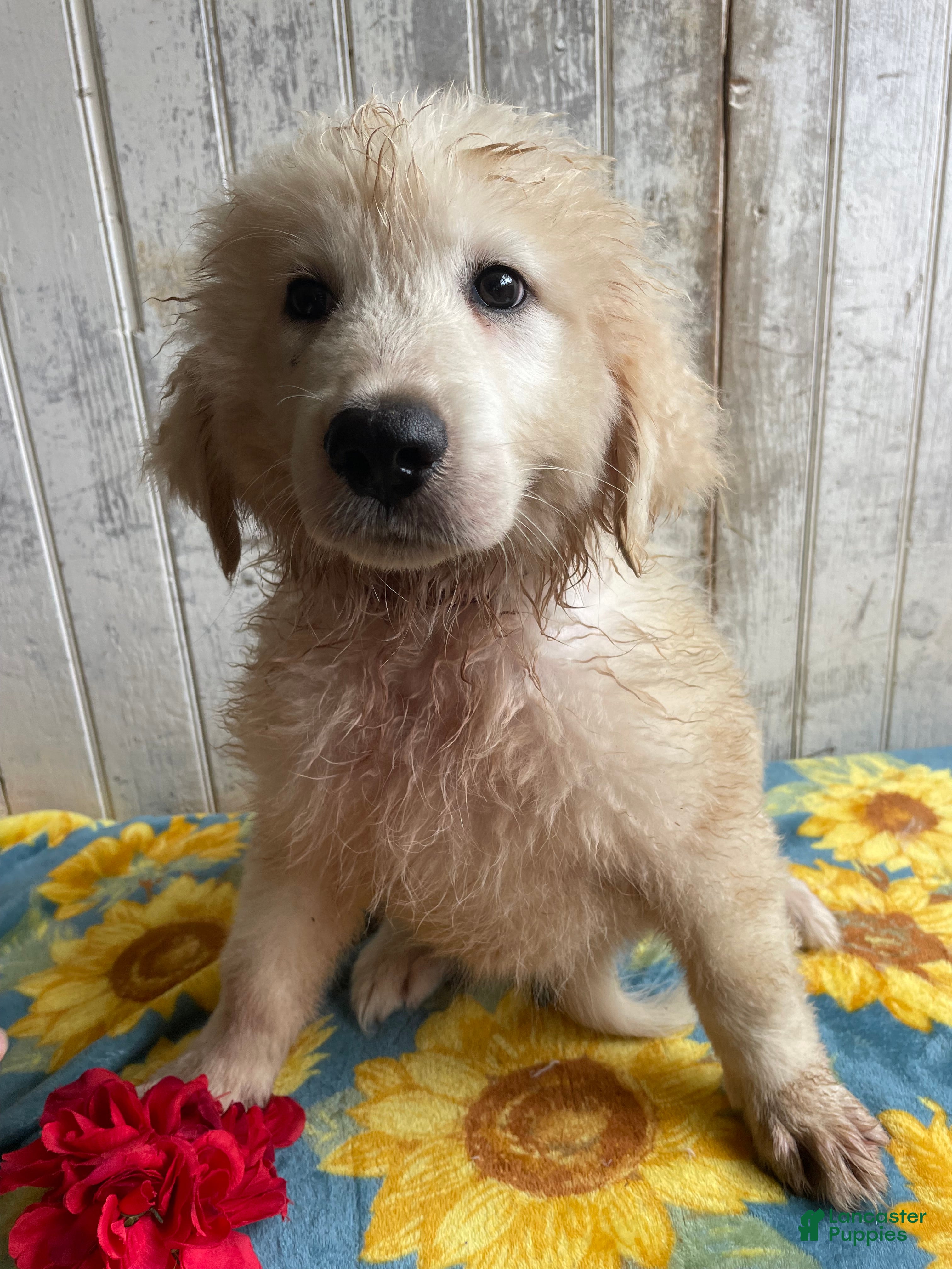 Great Pyrenees dogs Boomer - Ad 19