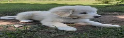 Great Pyrenees dogs for sale: Abilene - Ad 3