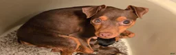 Miniature Pinscher dogs for sale: Chocolate Cherry  - Ad 5