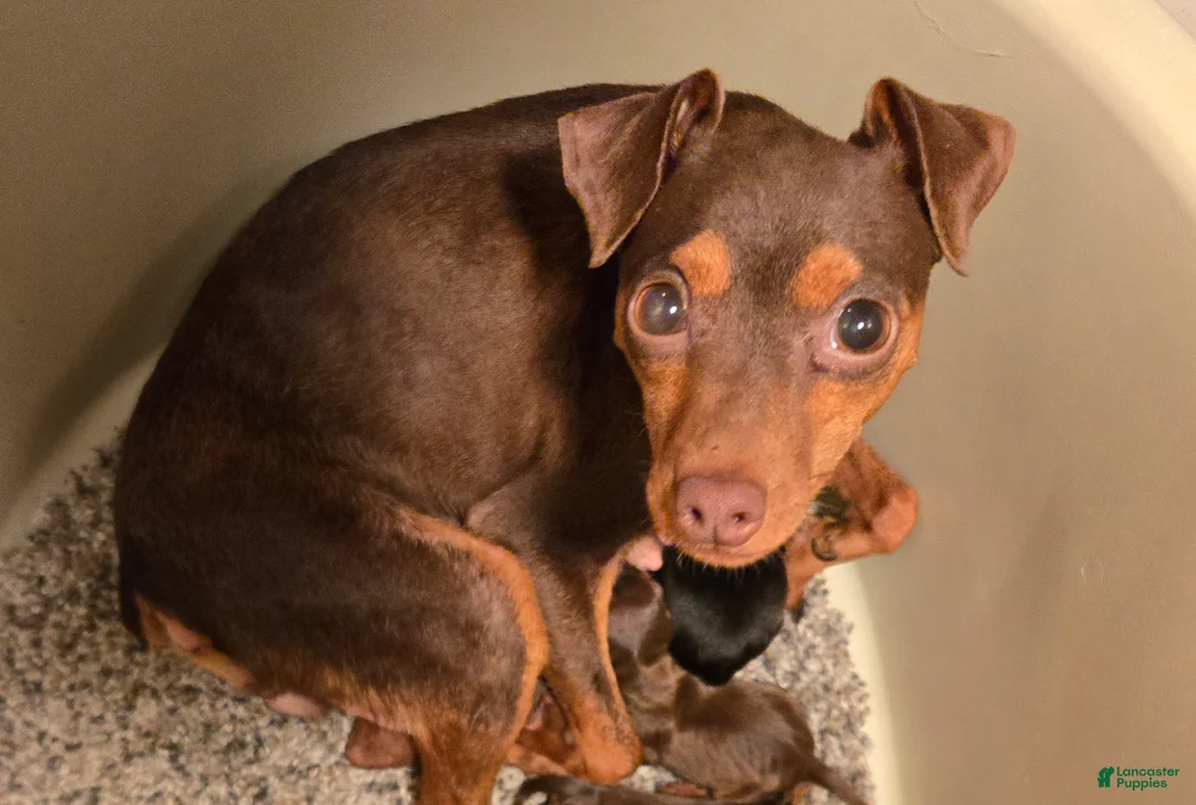 Miniature Pinscher dogs for sale: Chocolate Cherry  - Ad 5
