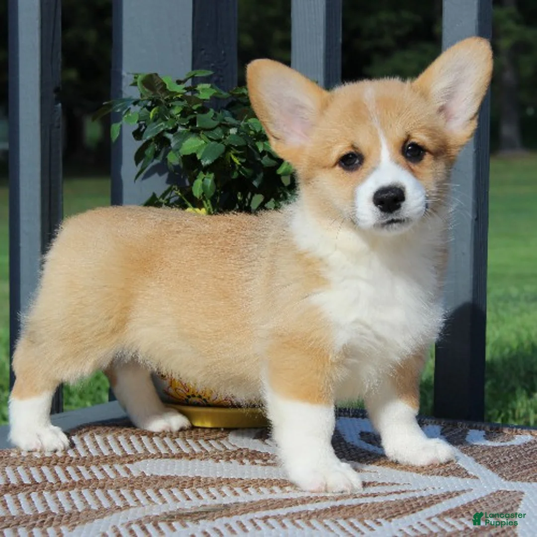 Welsh Corgi Pembroke dogs for sale: Sienna - Ad 1