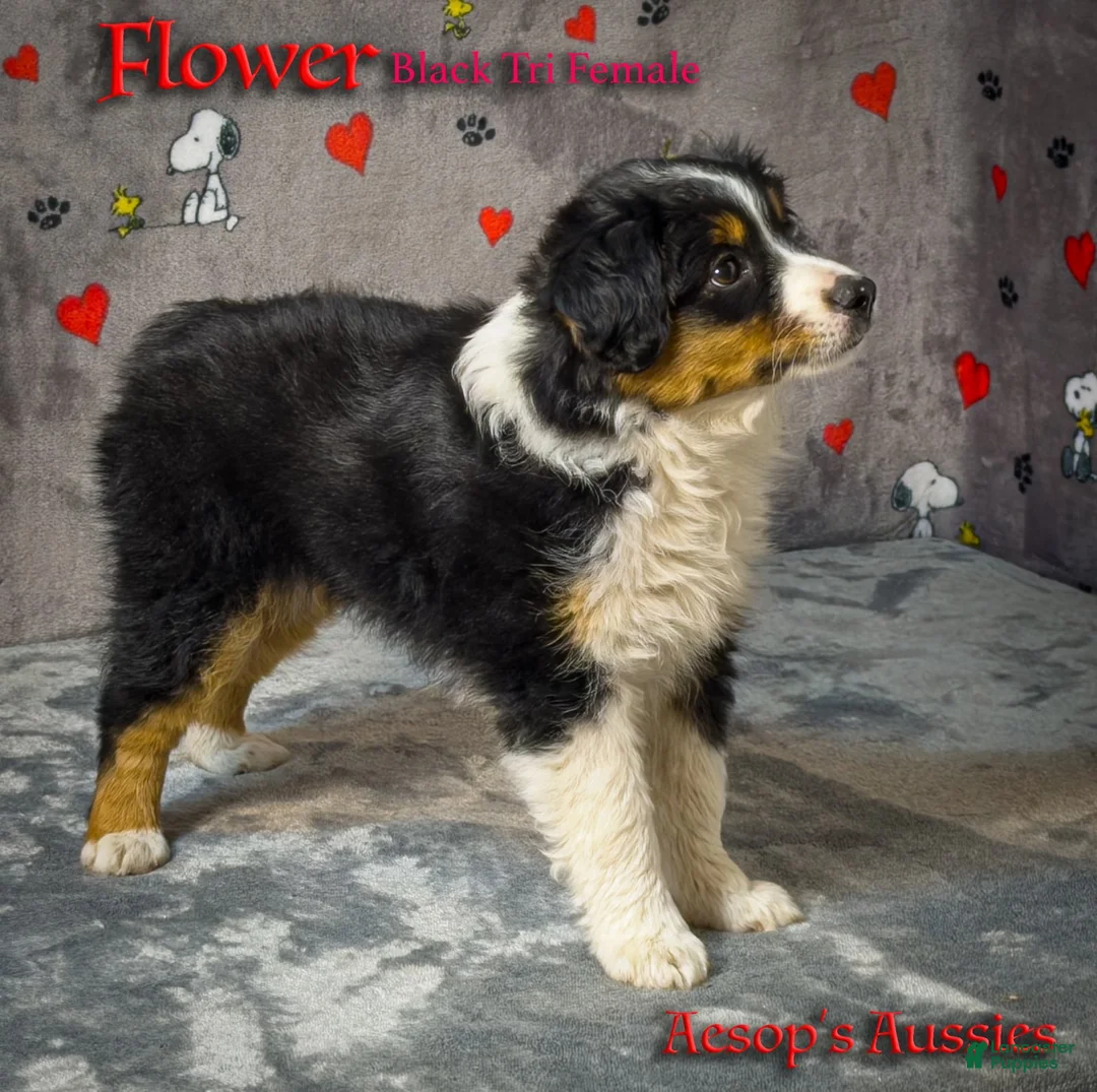 Toy Australian Shepherd dogs for sale: Flower - Ad 3