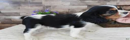 Cavalier King Charles Spaniel dogs for sale: #1 Male (Lulu's) - Ad 4
