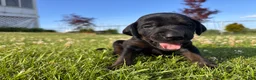 Mixed Breed dogs for sale: Scribbles - Ad 5