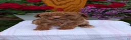Toy Poodle dogs for sale: Luna - Ad 11