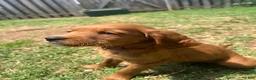 Mixed Breed dogs for sale: Lulu - Ad 2