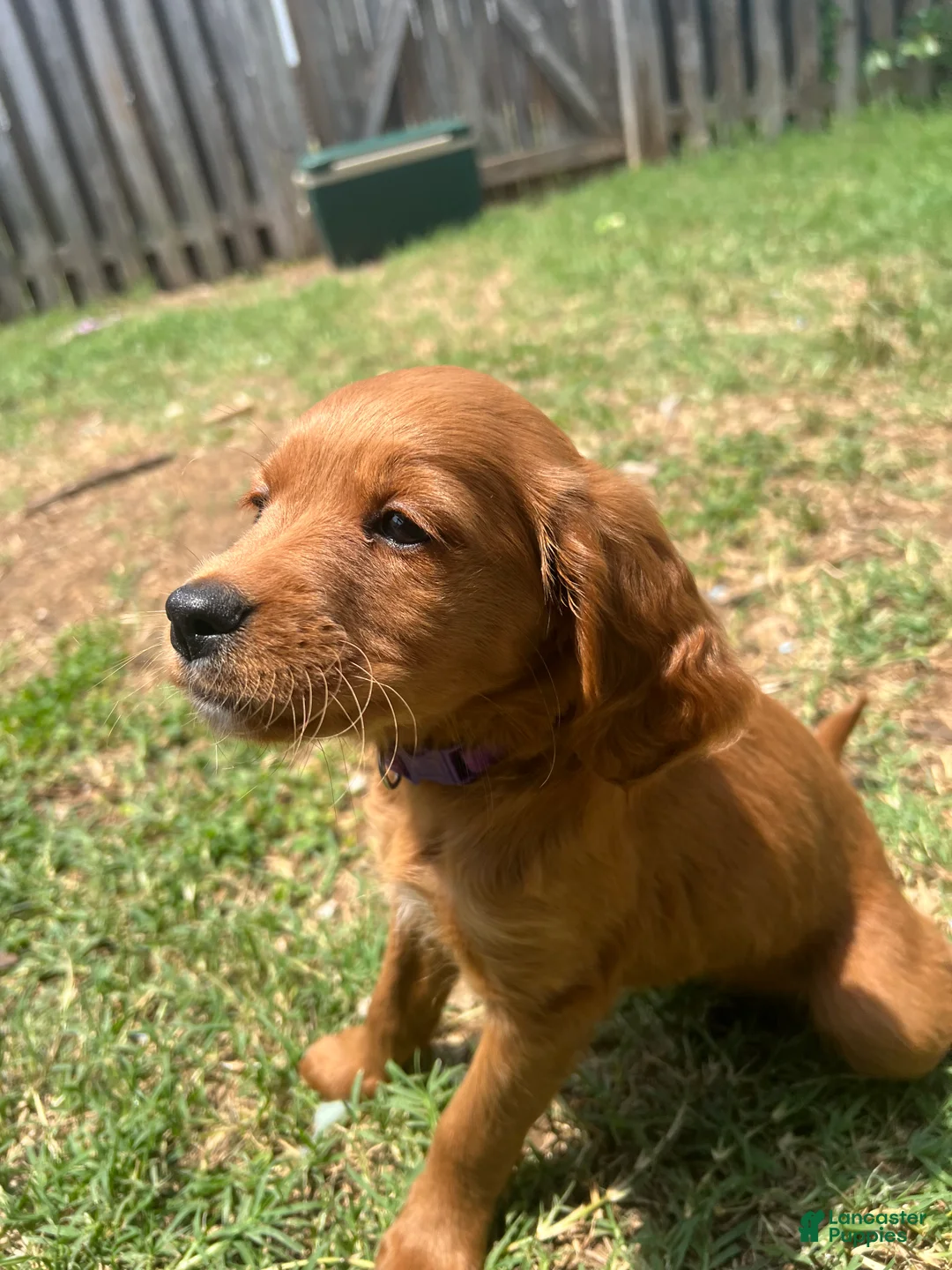 Mixed Breed dogs for sale: Lulu - Ad 2