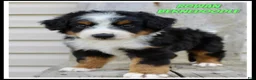 Bernedoodle dogs for sale: Rowan - Ad 1