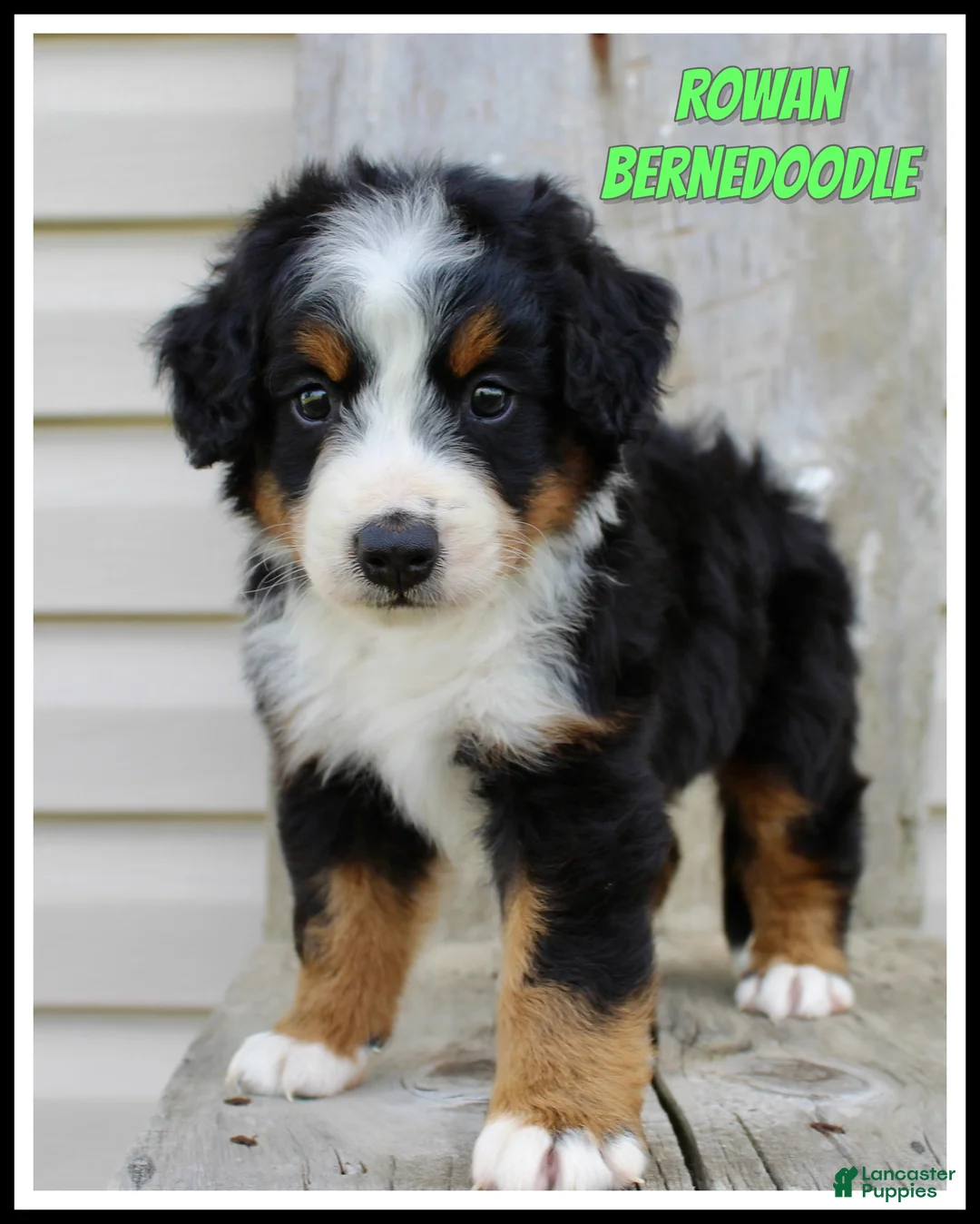 Bernedoodle dogs for sale: Rowan - Ad 1