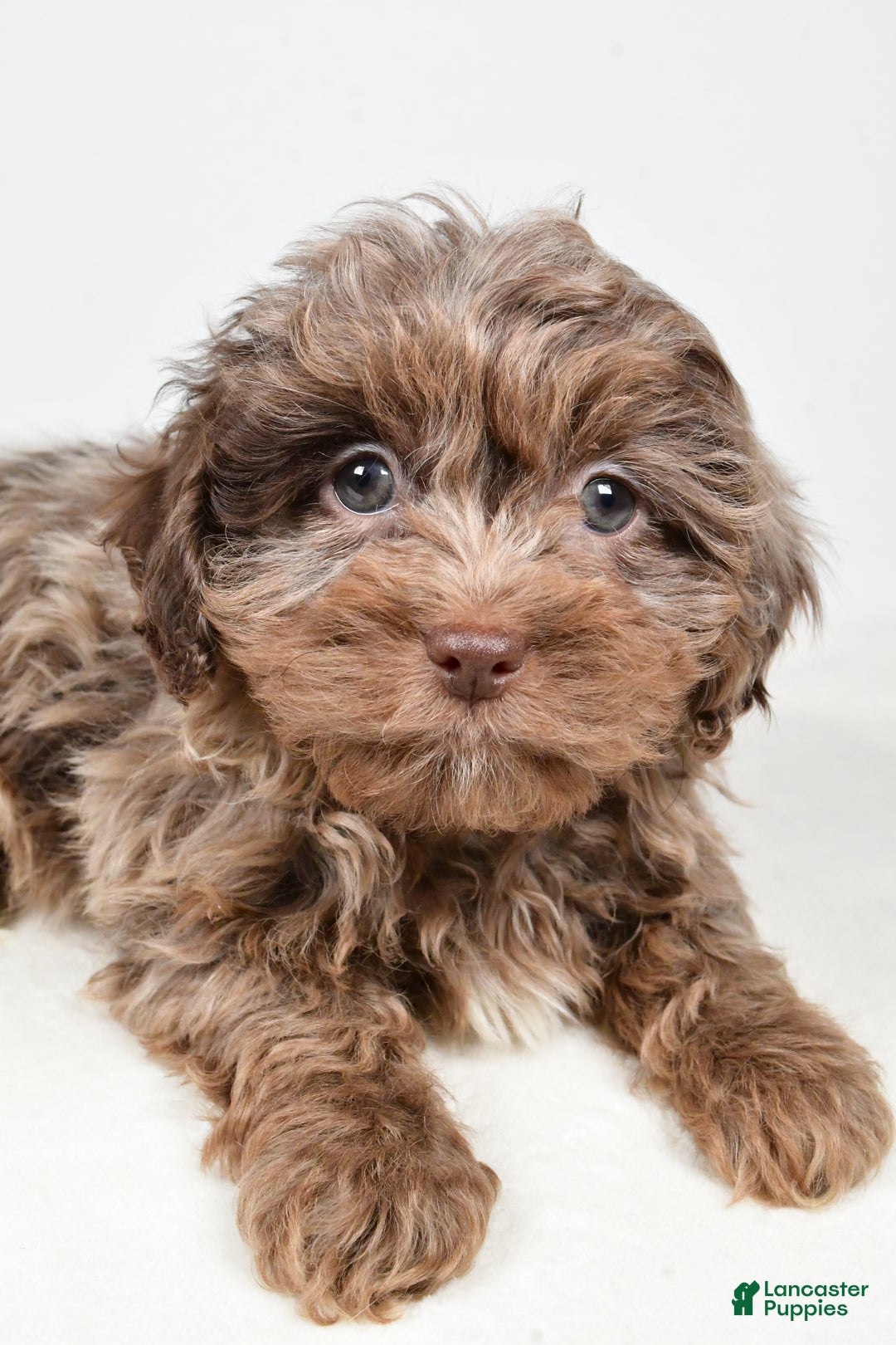 Shihpoo dogs for sale: Jodi - Ad 5