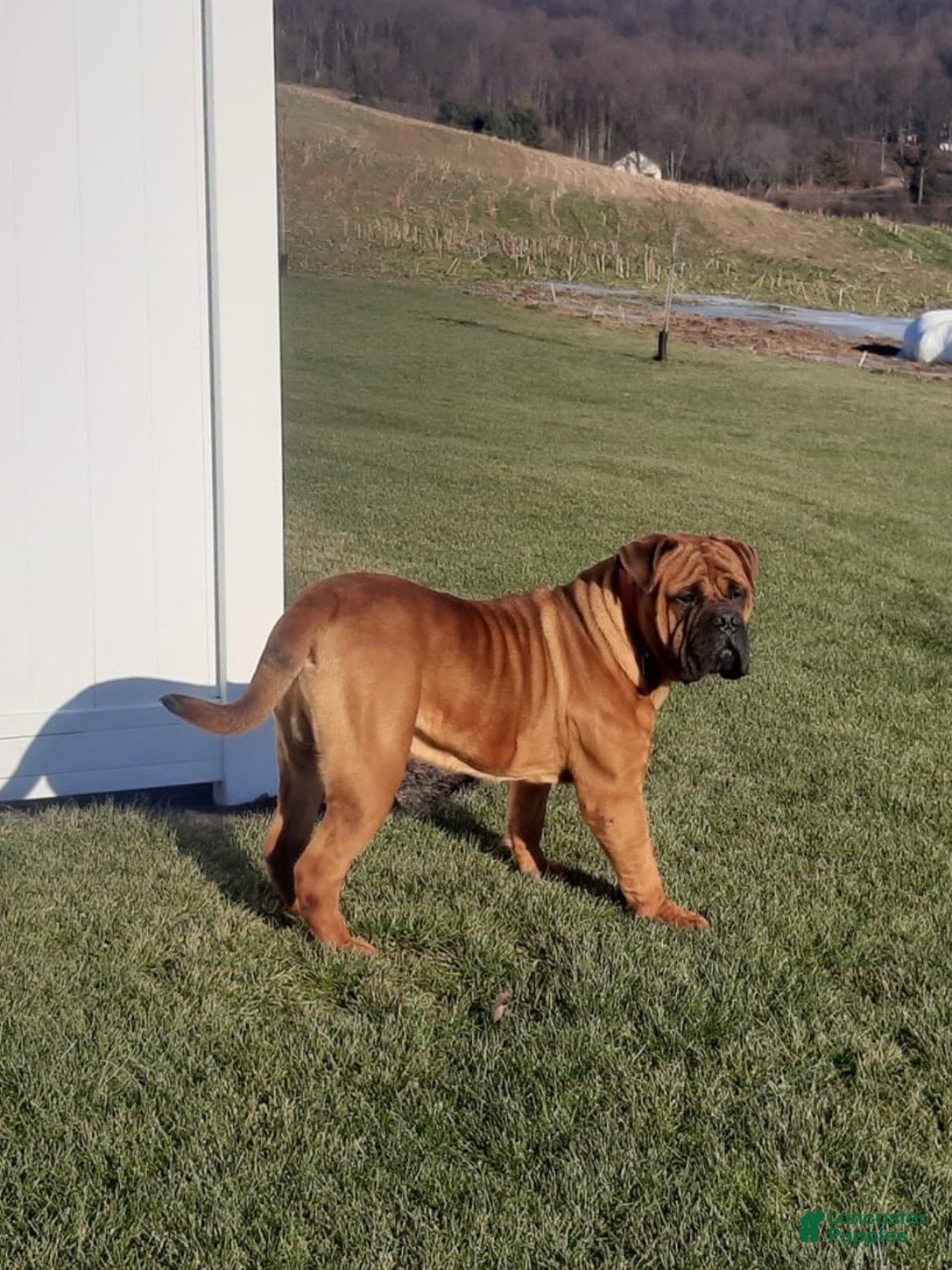 Bullmastiff dogs for sale: Lilac - Ad 5