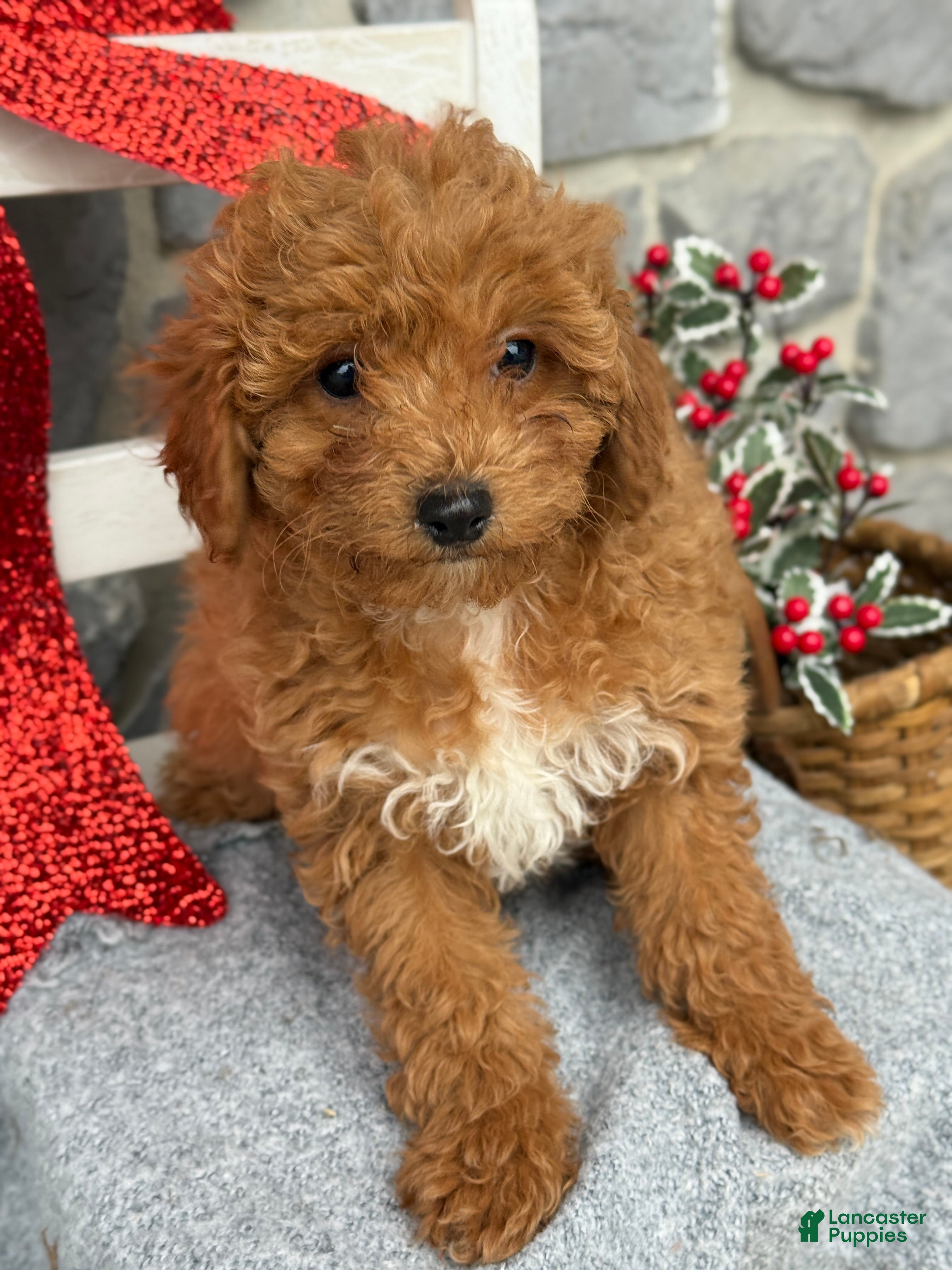 Toy Poodle dogs Kinsley - Ad 20