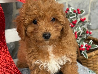 Toy Poodle dogs Kinsley - Ad 12