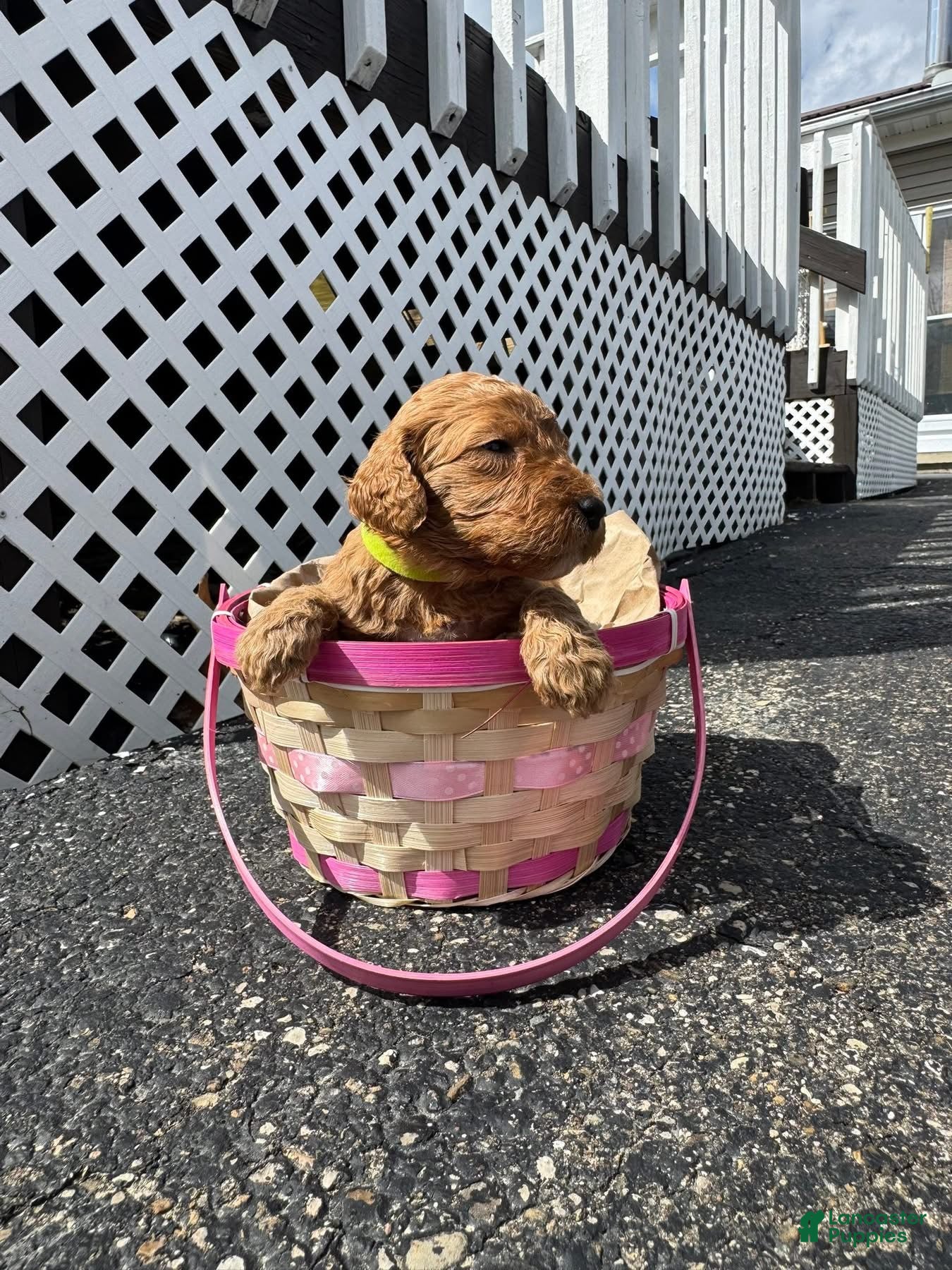 Goldendoodle dogs Goldendoodle Female - Lime Green - Ad 41