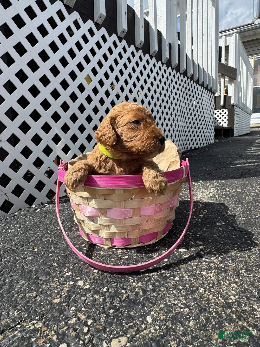 Goldendoodle dogs for sale: Goldendoodle Female - Lime Green - Ad 1